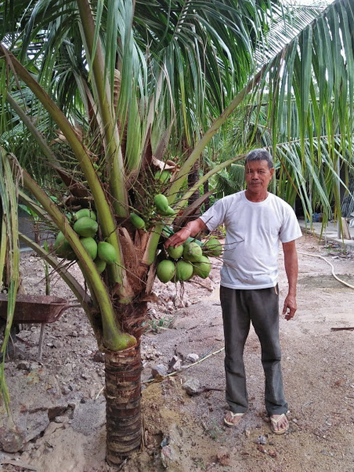 Nắng nóng trồng dừa xiêm lùn trúng mánh 1 cây cho 2 triệu