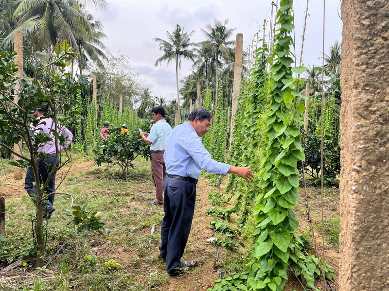 TRUNG TÂM DỊCH VỤ NÔNG NGHIỆP THỊ XÃ HOÀI NHƠN: PHÁT TRIỂN NHIỀU MÔ HÌNH KHUYẾN NÔNG BỀN VỮNG, HIỆU QUẢ.