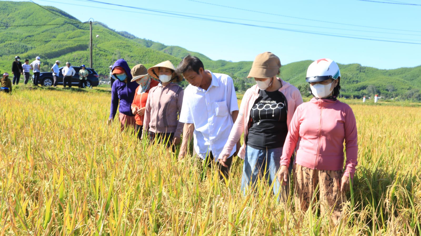 Gạo Hoài Mỹ đạt OCOP 3 sao